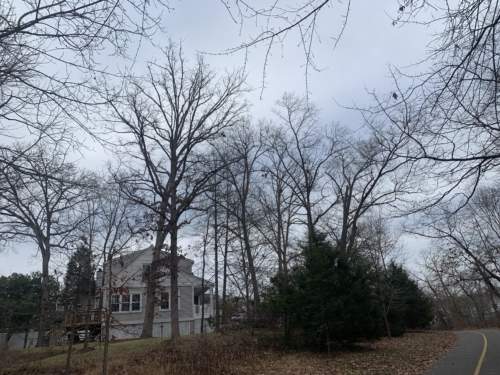 Scant leaves on these trees
