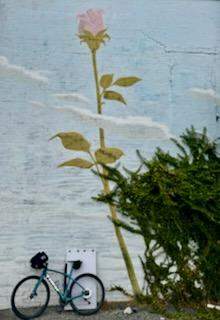 Clarendon rose in clouds mural partially obscured by ivy
