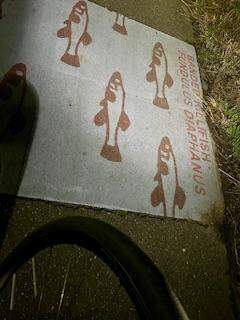 4MR Banded Killfish