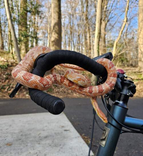 Snake