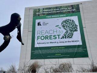 Reach to Forest
