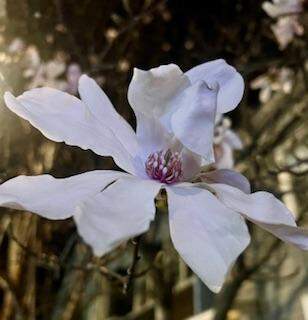 Magnolia 