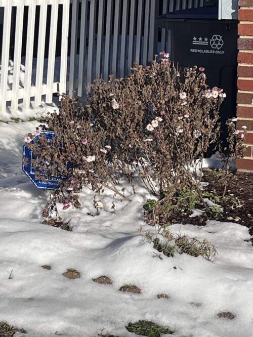 Old chrysanthemum flowers on a bush in the snow
