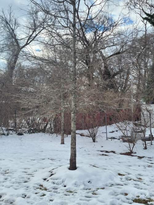 Deciduous Tree